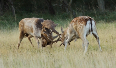 Vandaag naar de hertenbronst in de duinen geweest en deze vechtende damherten kunnen fotografer en.