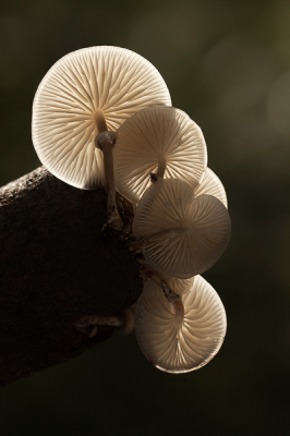 Vandaag weer eens met de macrolens bezig geweest en op zoek gegaan naar paddestoelen. Er stonden er erg veel waaronder de porseleinzwam. Altijd een leuk foto onderwerp vooral met tegenlicht zijn er leuke plaatjes te maken.

gr Henny

http://www.hsnaturephoto.com