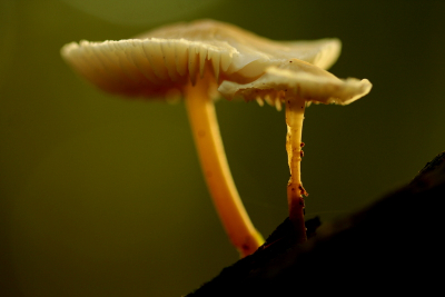 Deze mycena's stonden op een donkere plaats, op het moment dat de zonnestralen  net wat door het nog aanwezige bladerdak kwamen afgedrukt m.b.v. live view