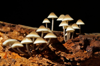 Deze naar mijn mening Bleke Franjehoed kunnen vastleggen in de AWD op een stronk in het bos uit de hand en ervoor gezorgd dat de achtergrond donker word.