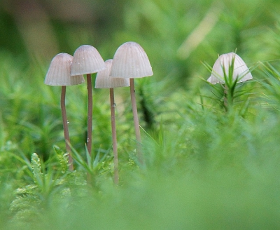 Vanmorgen veel regen, later was het droog en ben ik op zoek gegaan naar paddestoelen.
Ik ben maar op mijn buik gaan liggen om dit viertal samen met een paar andere in het vochtige bos er uit te lichten tegen een groene achtergrond.