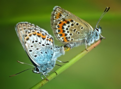 Ik kwam deze foto van afgelopen voorjaar nog tegen,en vond het de moeite waard om hem nog te laten zien.
Gr, Geert.