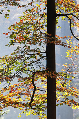 Het ochtendlicht zorgde er voor dat de bladeren van deze boom in alle kleurigheid verlicht werden. Het is een tegenlicht opname, dus vandaar dat de stam donker is gebleven.