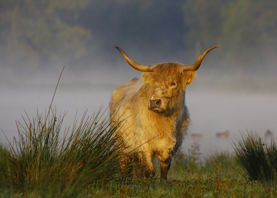 Ik heb echt geen idee of deze foto wel volgens de regels is. Eerst was ik niet van plan hem daarom te plaatsen, maar nadat ik vandaag had gezien dat er meerdere foto's van Schotse Hooglanders afkomstig uit Nederland op NP staan, wilde ik het toch proberen.

Deze Schotse Hooglander heb ik 3 weken geleden op een zonnige, mistige ochtend kunnen fotograferen. Door de mist boven een ven in de achtergrond en de lage zon vond ik de foto erg mooi overkomen.

Foto is gemaakt in een gebied van natuurmonumenten