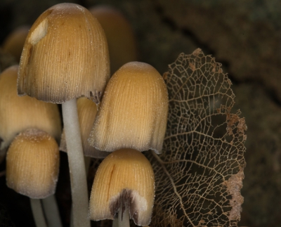 In het Amstelpark in de bosje waren heel wat paddestoelen.