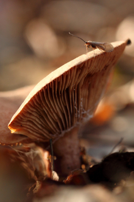 In de herfst zijn er veel paddestoelen. Met het herftstzonnetje erop kwam dit insektje mooi in de schijnwerpers te staan. Daarom heb ik scherp gesteld op de schietmot.