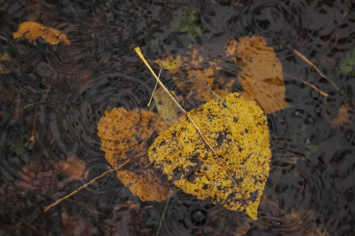 Herfst heeft voor mij 2 gezichten. De warme kleuren en het onbestendige weer.
Om dit tot uitdrukking te brengen ben ik er in de regen op uit gegaan om populierenblad in een slootje te fotograferen.
De camera en lens had ik beschermd met een plastic hoesje en mezelf met regenpak en rubber laarzen.