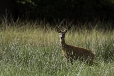 Deze ree lag verstopt in een weiland in het dommeldal en sprong ineens voor mijn voeten weg....