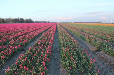 Gemaakt tijdens workshop bloembollenvelden fotograferen in Flevopolder.