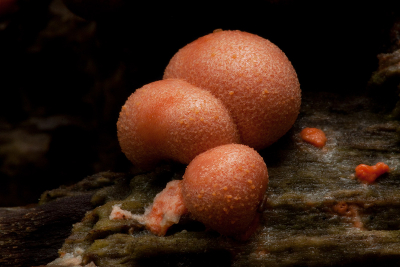 Het is momenteel erg mooi in de bossen, erg veel paddenstoelen tezien. Deze 1cm grote zwammetjes stonden op een dood stuk hout. Van dichtbij kan je pas zien hoe mooi deze kleine zwammetjes eruit zien. Handmatig scherpgesteld.

gr Henny

http://www.hsnaturephoto.com