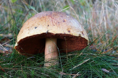 Uit de hand genomen paddestoel die langs het zandpad in het bos stond. Ik ben benieuwd naar de naam.