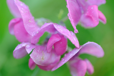 Zonnige dag, maar deze bloem stond nog in de schaduw met dauwdruppels erop. Deze groeide nabij een dorpje, mogelijk een soort overgewaaid uit een tuin? Weet iemand welke lathyrus soort dit is? Bedankt!