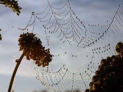 <i class='fa fa-user'></i>&nbsp;Tobias Dansen&nbsp;| Spinnenweb&nbsp; <i class='fa fa-eye'>&nbsp;166</i> &nbsp;<i class='fa fa-thumbs-up'>&nbsp;1</i> &nbsp; <i class='fa fa-comment-o'>&nbsp;5</i>