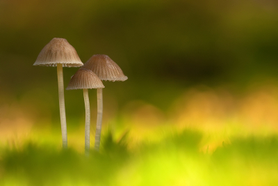 Gisteren was een mooie dag om wat met het licht te spelen. De Mycena;s stonden in de schaduw een streep licht ervoor en erachter. Veel verschillende instellingen uitgeprobeerd met o.a dit als resultaat

gr Henny

http://www.hsnaturephoto.com