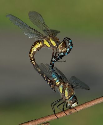 aan het vogelen zie ik deze paringswiel voorbijkomen en vastklampen aan een takje, ik had de macro lens bij me dus deze kans gepakt zo laat in het jaar nog