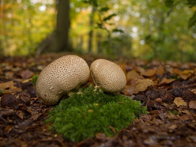 Gave sport om paddenstoelen te fotograferen. Bij deze foto wilde ik ook iets van de omgeving en heb de landschapslens erop geschroefd.