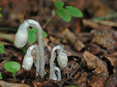 <i class='fa fa-user'></i> Jan Luit | Monotropa uniflora  <i class='fa fa-eye'> 331</i>   <i class='fa fa-comment-o'> 11</i>