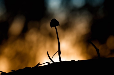 Einde vand e dag bij het laatste zonlicht in een donder bos. Tegenlichtopname