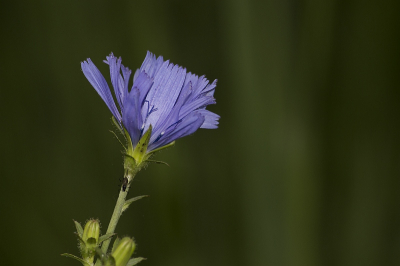 Langs de slootkant een aantal planten gefotografeerd.  Deze iets bijgelicht.