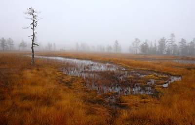 Vannacht om 1.30 in het huis aangekomen waar het 3 graden warm was. Vannacht al tijdens het rijden veel mist en ook vandaag is het door de mist een grauwe, grijze dag. Vanmiddag ben ik maar even het moeras in gelopen met de groothoek lens, want vogels fotograferen gaat niet lukken met zo weinig licht. In het moeras waren gelukkig nog wel wat mooie kleuren en de mist zorgde voor een erg fraai geheel.