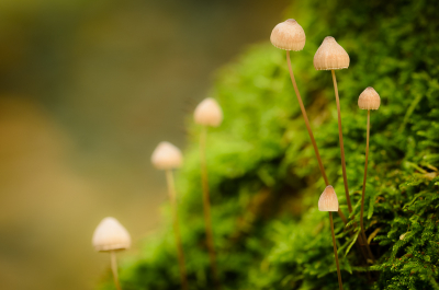 Bewolkte Herfstdag in Liesbos, Breda. Deze Mycena stonden in het mos tegen een grote oude bemoste beuk.