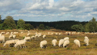 Toen ik aan het wandelen was op de Loenermark kwamen we de herder met zijn schapen tegen. Aardig wat leuke foto's gemaakt toen. Dit is ook mijn eerste foto op de website.