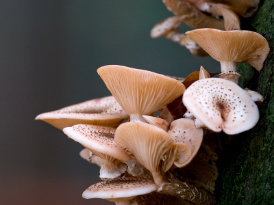 Deze kwamen we tegen tijdens onze wandeling door het Speulderbos en Park 'Loo.