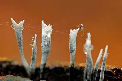 Deze Geweizwam met spinnetje en spinweb vanaf de grond gemaakt met op de achtergrond de rode/bruine tinten van de herfstkleur van de boom erachter.