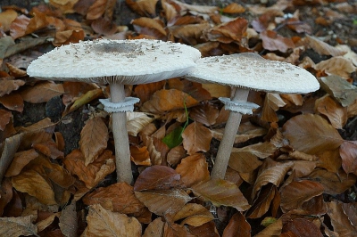 Kleine paddestoelen gezien tijdens een wandeling. Op de terugweg zag ik deze grote witte parasolzwammen aan de rand van een kuil. Vanaf statief.