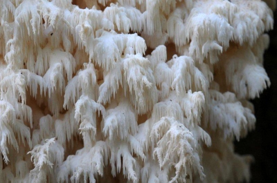 ik heb deze zwam gevonden op een dode beukenboom de helaas de afgelopen week omgezaagd was. Gelukkig groeide hij nu op de stam die over was gebleven.