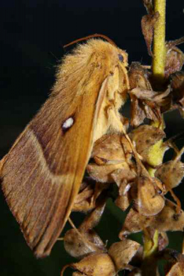 In de tuin van het bezoekerscentrum van Staatsbosbeheer vond ik deze vlinder. Met de invulflits krijg je de mooie donkere achtergrond.