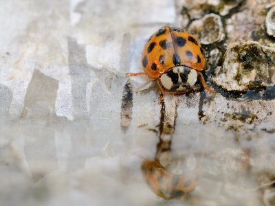 Dit lieveheersbeestje viel op een stuk wilg dat achter ons huis in een plas water lag. Dat moest zich laten fotograferen!