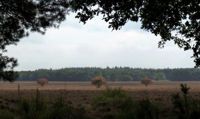 Geen mooi weer die dag. Dinsdag is mijn vrije dag. Maar als je in de natuur loopt is het met elk weer genieten.