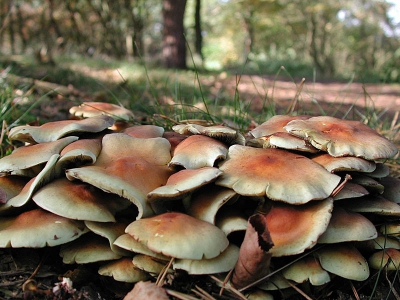 <i class='fa fa-user'></i>&nbsp;Karin&nbsp;| Rode Zwavelkop&nbsp; <i class='fa fa-eye'>&nbsp;211</i> &nbsp; <i class='fa fa-comment-o'>&nbsp;2</i>