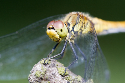 Canon EOS30D, EF100mm f/2.8 Macro USM, 1/60s f5.0, ISO 200, Manual focus uit de hand.