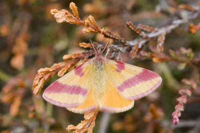 Dit mooie exemplaar (in tegenstelling tot mijn foto) kwam aanvliegen en zowat voor me zitten. 'k Weet alleen niet wat voor soort het is.

Canon EOS30D, EF100mm f/2.8 Macro USM, 1/200s f7.1, ISO 640.
