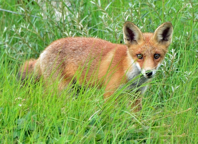 Dit is de tweede keer dat ik hem aanbied, dit vosje heeft een gebroken staart je kunt het een beetje zien op de foto, er zit een knik in zijn staart.
Het is maar een nestje van twee, dagen heb ik ze geobseveerd, voordat ik naar mijn werk ging.