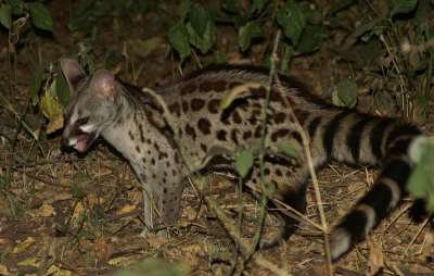 's avonds kwam deze genet rondsnuffelen rond de safaritruck om vervolgens weer in de struiken te verdwijnen. Mooie beestje slechts eentje van gezien. op nederpix staan geloof ik nu vooral foto's van gentta tigrina, dit is dus een van de andere (vele) soorten.