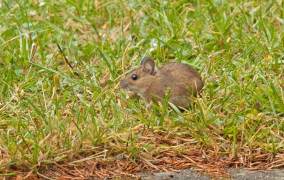 Regenachtig weer, muis kwam onder een boomstronk vandaan en ging langs de weg voedsel zoeken.
Trok zich niets aan van auto's die langs kwamen.