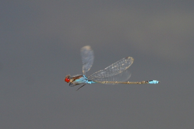 Door de droogte zijn er een paar "strandjes" ontstaan en kan ik ze - met m'n laarzen aan - wat beter benaderen.
20D - 100-400mm - 1/1250 - f5.6 - ISO 400, uit de hand.