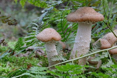 Het is warm voor de tijd van het jaar dus bij zacht licht deze ochtend op zoek gegaan naar paddestoelen om de macrolens uit te proberen. Toch niet zo'n eenvoudige opgave. Met name om goede composities te maken. Enfin, deze opname bleek het meest geslaagd van deze dag.