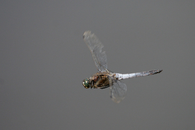 Eindelijk heb ik er een te pakken! Persoonlijk vind ik dit een erg moeilijke soort. Ze vliegen behoorlijk snel en gaan alle kanten op.
20D - 100-400mm - 1/1250 - f5.6 - ISO 400, uit de hand.