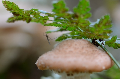 Het was nog warm achterin oktober en ik was bij zacht ochtendlicht op zoek naar paddestoelen. Tijdens het zoeken naar de juiste compositie zag ik ineens een mug aan het blad hangen vlakbij een knolhoningzwam in een aardige setting.