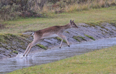 Het gras lijkt altijd groener aan de overkant. Zo dacht dit hert er ook over. Het dier waagde een sprong naar de overkant!