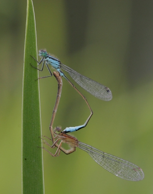 Als soort niet zo bijzonder, maar een dankbaar oefen-object.
Canon EOS 20D met Sigma 150/2.8. Verder zie exif.