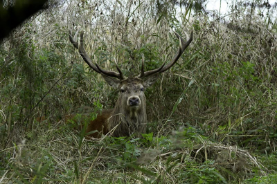 Deze man lag roerloos in het riet, vertouwend op zijn schutkleuren. Hij bleef dan ook prima liggen (op zo'n 20 meter afstand). Bleef mij wel goed in de gaten houden, kreeg alle gelegenheid om vele foto's te schieten.
