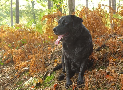 Onze allerliefste hond Mira...
Ofwel; Mira de Pira...poepedoepie scheetepeteetje en als ze niet luistert (soms).....iets anders
enzovoorts ;-)