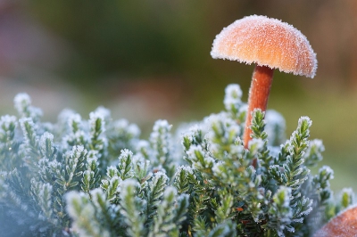 FROZEN MUSHROOM - Part 2! 
Een foto van dezelfde ochtend, de zelfde soort maar toch vind ik hem een heel andere sfeer uitstralen. De kille sfeer maakte plaats voor een prachtig ochtendzonnetje dat de kleuren extra in de verf zette.
Ik ben er alvast fan van en de foto fleurt mijn bureaublad op, maar ik hoor heel graag wat jullie er van vinden!