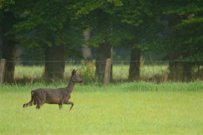 's morgens vroeg de stilletjes auto ingekropen om vrouw en kinderen niet wakker te maken.
Na wat rondrijden kwam ik deze zwarte dame tegen. Een paar jaar geleden zag ik al eens een reegeit met een bruin en een zwart jong, maar die kreeg ik er door het dichte bladerdek niet goed op. Nu kreeg ik dus een herkansing in het open veld.