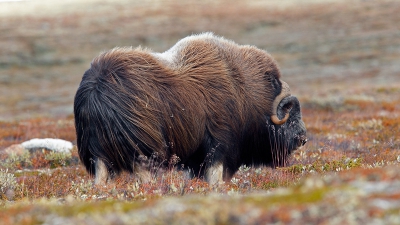 Deze Muskus Os in het natuurgebied Dovrefjell kunnen maken onder redelijke omstandigheden qua weer rond het vriespunt met veel wind, maar vreselijk veel moeten lopen met 2 doorsteken om ze te kunnen vinden.